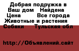 Добрая подружка,в Ваш дом!!!Найдена › Цена ­ 10 - Все города Животные и растения » Собаки   . Тульская обл.